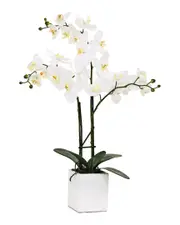 Torre & Tagus Orchid Potted 23in Triple Stem