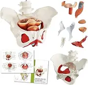 Benilev Female Pelvis Model with Pelvic Floor Muscles Perineal Model Female Anatomy Model 1:1 Life Size Human Skeleton Medical Science Educational Equipment Anatomy Medicine (NA589-IIIMB)