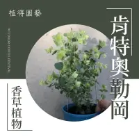 在飛比找蝦皮購物優惠-植得｜肯特奧勒岡｜食用香草料理植物