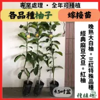 在飛比找蝦皮購物優惠-［種植趣］文旦 柚子 新品種 全紅文旦 紅皮紅肉 麻豆文旦柚