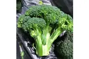 BROCCOLI 'Green Sprouting' seeds - 100+ seeds