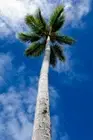 Simple Palm Tree Coastal Sky Landscape Print Painting Wall Art - POSTER 20x30