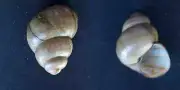 #B200 Viviparus Acerosus, Czechoslovakia, 37.6mm land snail shell