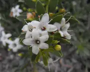 Creeping Myoporum Tree - Myoporum parvifolium
