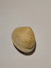 Hand Picked Australian Sea Shell - Astarte Borealis