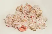 Pink Murex Phyllonotus erythrostomu Hermit Crab Sea Shell 4" - 4 1/2" ( 24 Pcs)
