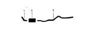 1959 Ford Ranchero 6 cyl Hardtop Model Single Exhaust System (for: Ford)