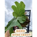 【植感蕨起】植床板 植床 鹿角蕨上板 上板神器 鹿角蕨 苗床 植生板 上板 蕨類 樹皮 樹皮板 功夫板 植階上板