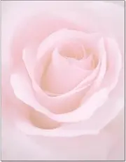 Blushing Rose Letterhead Laser & Inkjet Printer Paper (25 Sheets)