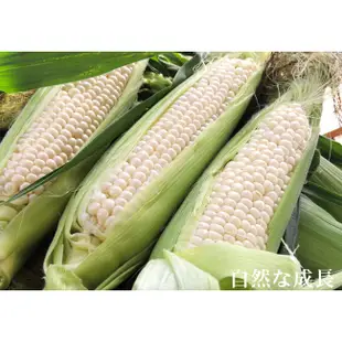 【鮮採家】糯米玉米6台斤1箱(約12-18支)