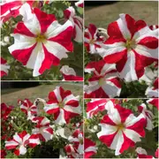 Petunia - Red & White Star seeds