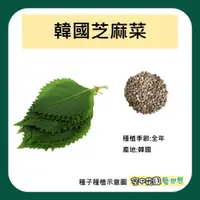 在飛比找蝦皮購物優惠-【台灣出貨 電子發票】韓國芝麻葉種子 0.25克(約60顆)