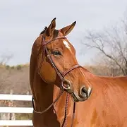 Horze Champion Bridle