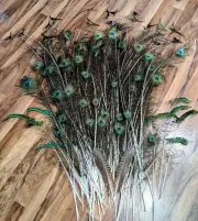 100 Pcs PEACOCK Feathers from full tail 35-50" Crafts/Hats/Costume/Bridal/Vase