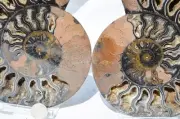 Large Black Ammonite Pair Crystals 110myo Dinosaur age Fossil 170mm 6.6" 9570cc
