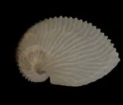 Sea shells Argonauta argo 88mm Aquarium Decoration Products