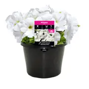 170mm Petunia White - Petunia hybrida