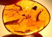 Worker Ant with Millipedes and Leaf in Burmite Amber Fossil Dinosaur Age