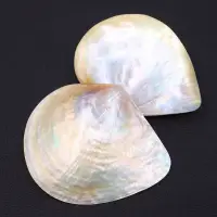 在飛比找樂天市場購物網優惠-天然黃碟貝造景海螺醬碟拋光貝殼首飾品拍照道具螺鈿漆器鑲嵌材料