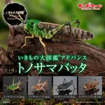 『現貨』  生物大圖鑑-蝗蟲篇   BANDAI 扭蛋   轉蛋   【蛋樂寶】