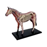 Animal Organ Anatomy Model 4D Horse Intelligence Assembling Toy Teaching Anatomy Model DIY Appliances Photo Color