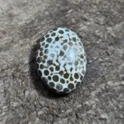 High quality black fossil coral cabochon oval shape gemtone smooth gemstone