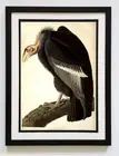 Audubon California Vulture Poster Framed