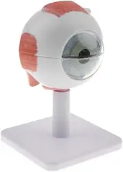 Human Eye Ball Model 3X Magnification School Teaching Tool