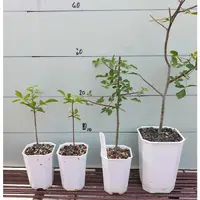 在飛比找蝦皮購物優惠-藍白皮沒藥苗Commiphora holtziana 300