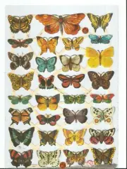 German Embossed SILVER GLITTER Scrap Die Cut - Bold Colored Butterfly EF7336G