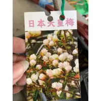 在飛比找蝦皮購物優惠-霏霏園藝日本天皇梅3吋盆特價400元