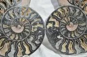 Dinosaur Fossil Pair Ammonite Multi-Color Crystals XXL 6.7" 167mm 110myo n2647uu