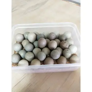 蘆丁新鮮蛋 買10送1 特殊玩色蛋