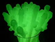 Glow In The Dark Penis Straws Bachelorette Party Favors and Supplies