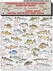 Freshwater Fish Identification Chart #8 (US, Canada, and Alaska) - Waterproof Quick Reference Guide | Portable & Built to Last | Double-Sided & Easy to Read | Includes Size and Food Quality