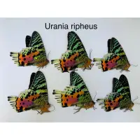 在飛比找蝦皮購物優惠-Urania ripheus 日落蛾 乾燥標本