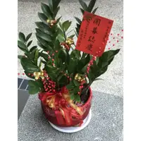 在飛比找蝦皮購物優惠-<尖梅花店>代客送花 企業最愛 金錢樹 開幕 喬遷 新居落成