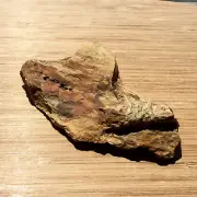 Petrified Wood Specimen Natural Rough Display Stone Nice Grain Pattern 5.25 Inch