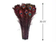 50 Pieces - 20-25" Burgundy Dyed Over Natural Long Peacock Tail Eye Feathers