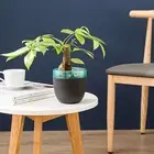 Self Watering Plant Container with Easy Setup and Maintenance Features
