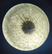 60mm Real Dandelion in Clear Lucite Resin Paperweight Science Education Specimen