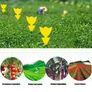 20pcs Dual Sided Strong Sticky Trap Insect Killer Fruit Fly Trap Gnat Au
