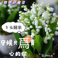 在飛比找蝦皮購物優惠-【宛宛baby】：鈴蘭 種根帶芽 濃香小型花苗 盆栽 陽台室