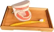HOMOCONO Early Learning Kids Tooth Brushing Toy Set Teeth Model Educational Toys for Preschoolers Learn to Brush Safe Fun