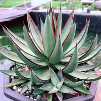 在飛比找蝦皮購物優惠-魔蠍 龍舌蘭 agave