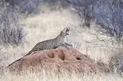 Leopard (Panthera pardus) Yawning on a Termite Mound, Kenya Poster Print by Panoramic Images (36 x 24)