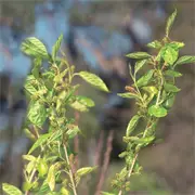 Bagged Morus Hicks Fancy Mulberry