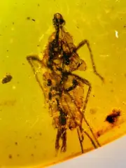 Fossil amber Insect burmite Burmese Cretaceous Cicadellidae Insect Myanmar