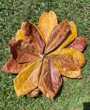 50Pcs Indian Almond Leaves Catappa Dried ketapang leaf Shrimp Betta Aquarium car