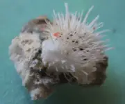 spondylus sp 23mm caught in siargao isalnd EP July 163 2022
